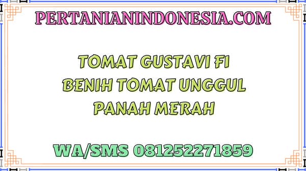 Tomat Gustavi F1 Benih Tomat Unggul Panah Merah